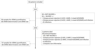 Clinical relevance of cell-free DNA quantification and qualification during the first month after lung transplantation